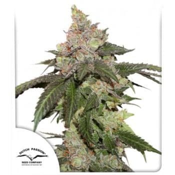 Kerosene Krash Feminized Seeds-DP-kerosene-krash-fem