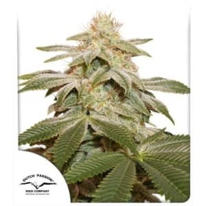 Sugar Bomb Punch Feminized Seeds-DP-sugar-bomb-punch-fem