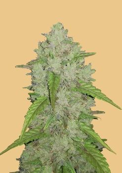 Original Amnesia Haze Auto Feminised Seeds-FB-OAH-AUTO-FEM