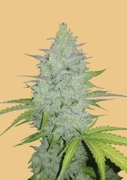 Original Cheese Auto Feminised Seeds-FB-OCH-AUTO-FEM