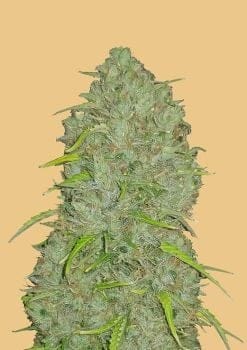 Original Jack Herer Auto Feminised Seeds-FB-OJH-AUTO-FEM