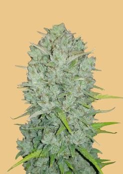 Original Northern Lights Auto Feminised Seeds-FB-ONL-AUTO-FEM