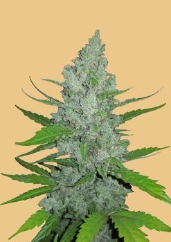 Original Sour Diesel Auto Feminised Seeds-FB-OSD-AUTO-FEM