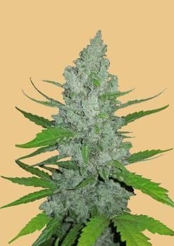 Original Sour Diesel Auto Feminised Seeds-FB-OSD-AUTO-FEM