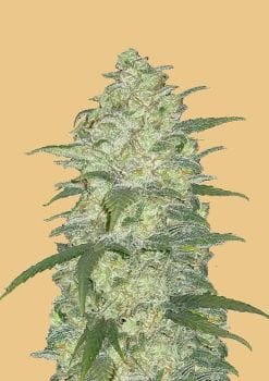 Original White Widow Auto Feminised Seeds-FB-OWW-AUTO-FEM