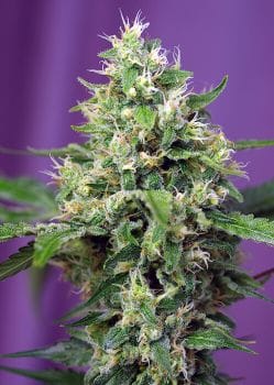 Sweet Amnesia Haze XL Auto Feminised Seeds-SS-SAHXL-AUTO-FEM