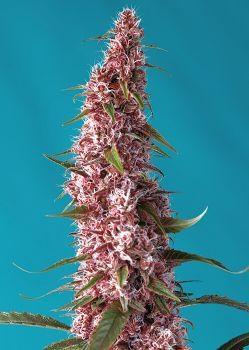 Red Pure CBD Auto Feminised Seeds-SS-REDP-CBD-AUTO-FEM