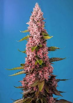 Red Hot Cookies Feminised Seeds-SS-RHC-FEM