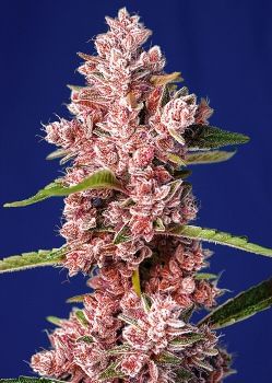 Tropicanna Poison F1 Fast Feminised Seeds-SS-TRPOISON-FAST-FEM