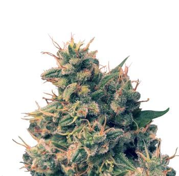 Guawi Regular Seeds-ACEGUREG