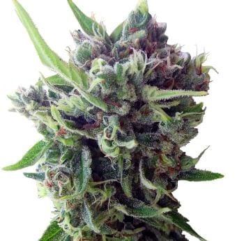 Zamaldelica Auto Feminised Seeds-ACEZAMAUTOFEM