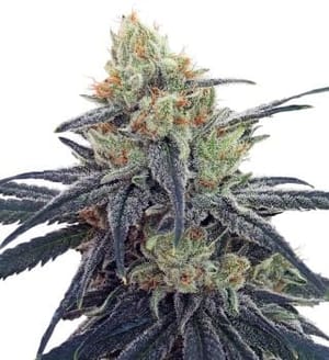 CBD #1 Feminised Seeds-ACECBD1FEM