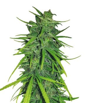 Thai x Panama Feminised Seeds-ACETHPANFEM