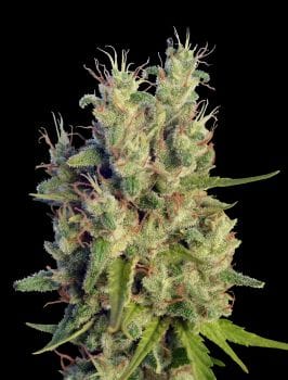 Super Malawi Haze Regular Seeds-ACESMHREG