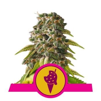 Cookies Gelato Feminizada Sementes-RQS-COOKGEL-FEM