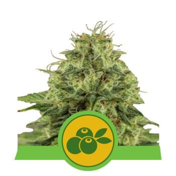 Haze Berry Auto Feminised Seeds-RQS-HB-AUTO-FEM