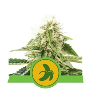 Fat Banana Auto Feminised Seeds-RQS-FATBAN-AUTO-FEM
