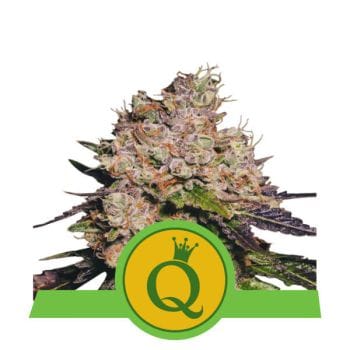 Purple Queen Auto Feminised Seeds-RQS-PQ-AUTO-FEM