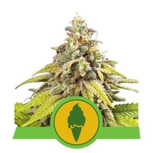 Green Gelato Auto Feminised Seeds-RQS-GG-AUTO-FEM