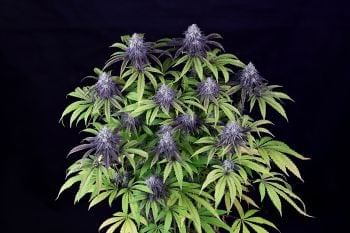 Peyote Wi-Fi CBD 2:1 Feminised Seeds-SMAN-PEY-CBD-FEM
