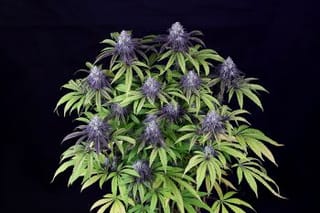 Peyote Wi-Fi CBD 2:1 Feminised Seeds-SMAN-PEY-CBD-FEM