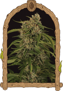 Sir Jack Pure CBD Auto Feminised Seeds-EXO-SJP-CBD-AUTO-FEM