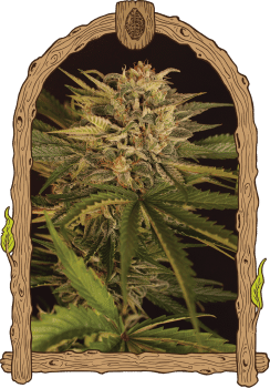 Dr. Greenman Pure CBD Feminised Seeds-EXO-DRGP-CBD-FEM