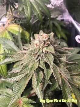 Key Lime Pie x Do-Si-Dos Feminised Seeds (Limited Edition)-PHIL-KLPXDSD-FEM