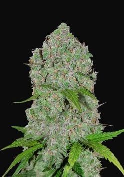 Orange Sherbet Auto Feminised Seeds-FB-ORSH-AUTO-FEM