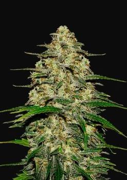 Wedding Cheesecake Auto Feminised Seeds-FB-WEDCH-AUTO-FEM