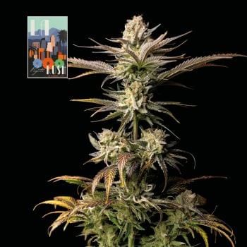 L.A. Peyote Kush Feminised Seeds-SMAN-LAPEYKU-FEM