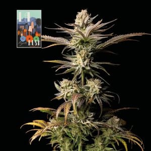 L.A. Peyote Kush Feminized Seeds-SMAN-LAPEYKU-FEM