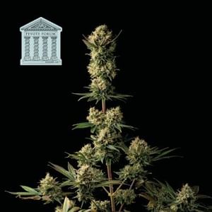 Peyote Forum Feminised Seeds-SMAN-PEYF-FEM