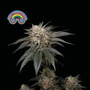 Peyote Zkittlez Feminised Seeds-SMAN-PEYZKIT-FEM