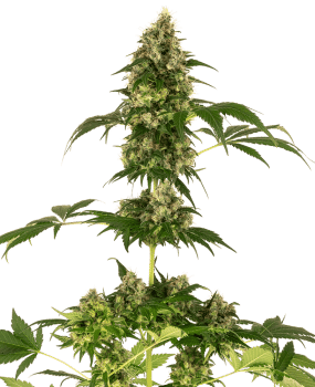 Cobalt Haze Feminised Seeds-SEN-CH-FEM