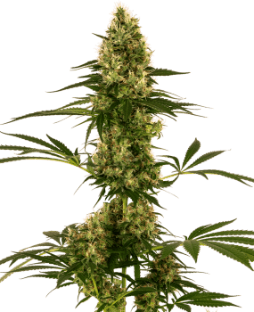 Blue Bullet Auto Feminised Seeds-SEN-BLB-AUTO