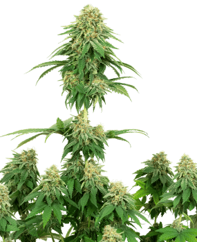 Girl Scout Cookies Feminised Seeds-WHITE-GSC-FEM