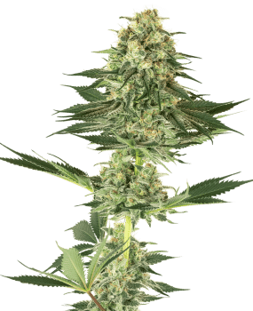 Banana Kush Feminised Seeds-WHITE-BK-FEM