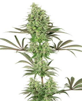 Double Banana Kush Feminised Seeds-WHITE-DBK-FEM
