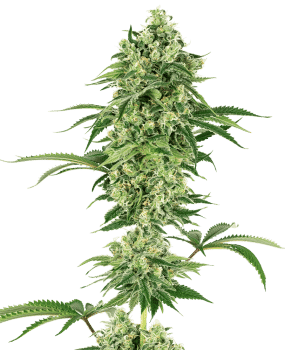 Nicole Hindu Kush Feminised Seeds-WHITE-NHK-FEM