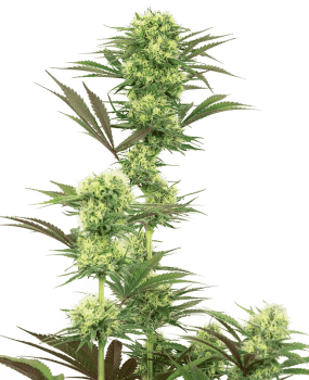 Guava Jelly Feminised Seeds-WHITE-GUAVA-FEM