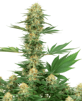 Gelato #420 Feminised Seeds-WHITE-GEL420-FEM