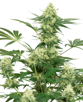 Wedding Cheesecake Feminised Seeds-WHITE-WCC-FEM
