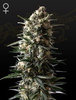 Bubba Slush Feminised Seeds-GHBSL