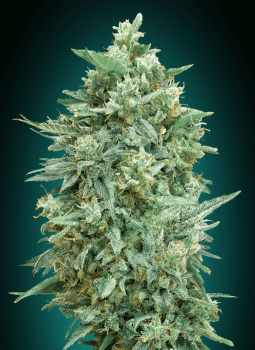 Northern Lights XXL Auto Feminised Seeds-00S-NLXXL-AUTO-FEM