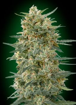 Gorilla Fast Feminised Seeds-00S-GOR-FAST-FEM