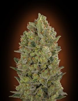 00 Cheese Feminised Seeds-00S-00CH-FEM