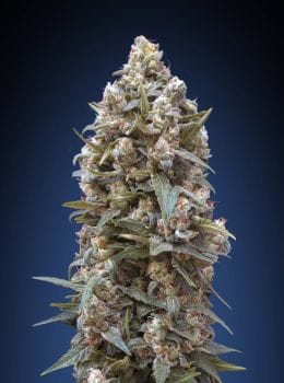 00 Kush Feminised Seeds-00S-00K-FEM