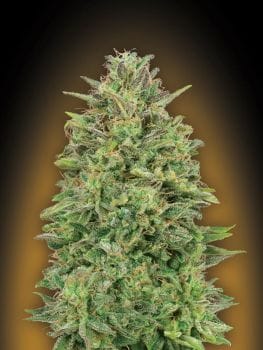 00 Skunk Feminised Seeds-00S-00SK-FEM