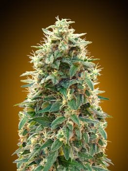 00 Cheese Auto Feminised Seeds-00S-00CH-AUTO-FEM